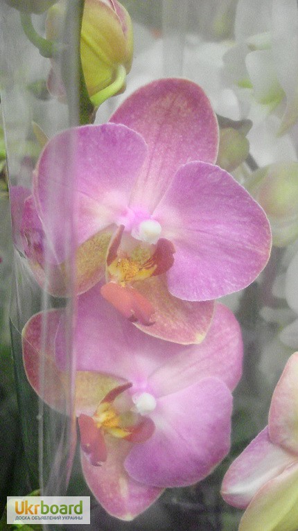 Фото 10. Орхидеи, фаленопсис, черная орхидея, мильтония, камбрии под заказ