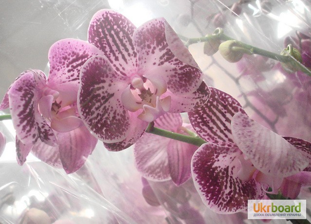 Фото 11. Орхидеи, фаленопсис, черная орхидея, мильтония, камбрии под заказ