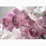 Орхидеи, фаленопсис, черная орхидея, мильтония, камбрии под заказ