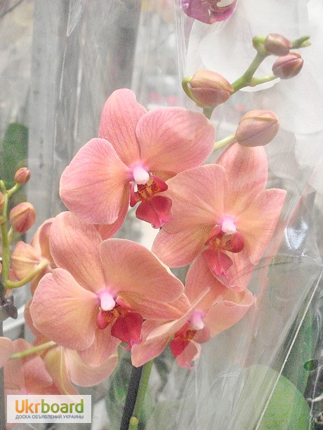Фото 15. Орхидеи, фаленопсис, черная орхидея, мильтония, камбрии под заказ