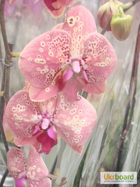Фото 16. Орхидеи, фаленопсис, черная орхидея, мильтония, камбрии под заказ