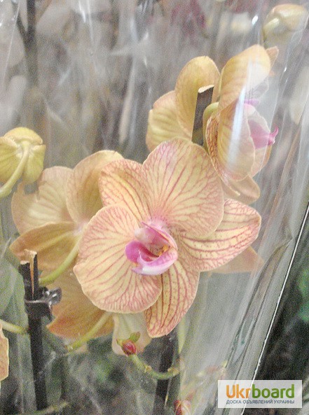 Фото 17. Орхидеи, фаленопсис, черная орхидея, мильтония, камбрии под заказ