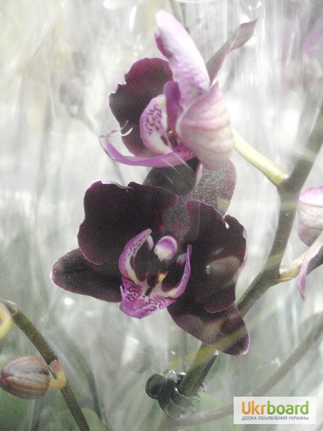 Фото 3. Орхидеи, фаленопсис, черная орхидея, мильтония, камбрии под заказ