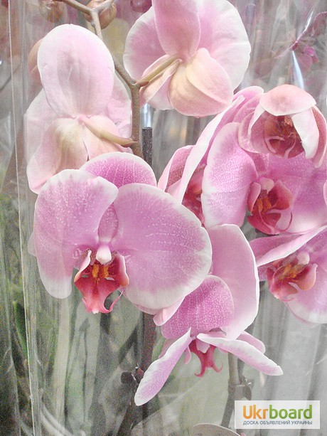 Фото 19. Орхидеи, фаленопсис, черная орхидея, мильтония, камбрии под заказ