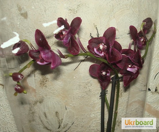 Фото 2/19. Орхидеи, фаленопсис, черная орхидея, мильтония, камбрии под заказ