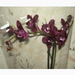 Орхидеи, фаленопсис, черная орхидея, мильтония, камбрии под заказ