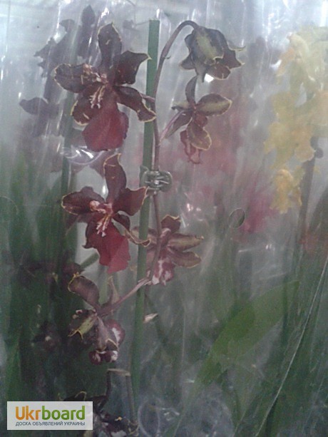 Фото 6. Орхидеи, фаленопсис, черная орхидея, мильтония, камбрии под заказ