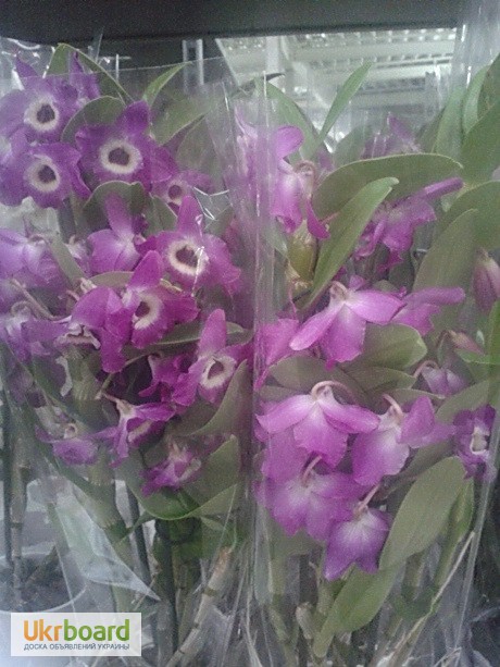 Фото 8. Орхидеи, фаленопсис, черная орхидея, мильтония, камбрии под заказ