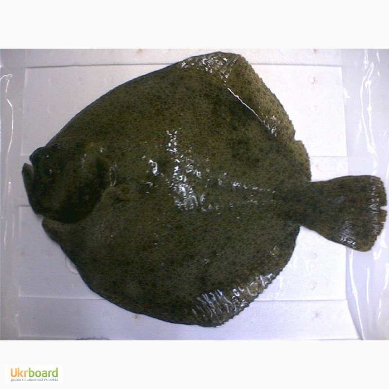 Фото 5. Пеленгас охложденный 1,5+,бычок охлажденный и мороженый,толстолоб 2+,фарш рыбный