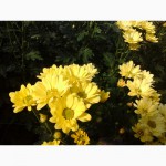 Продам хризантему (шаровидна, крупноцветова 10видів)