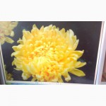 Продам хризантему (шаровидна, крупноцветова 10видів)