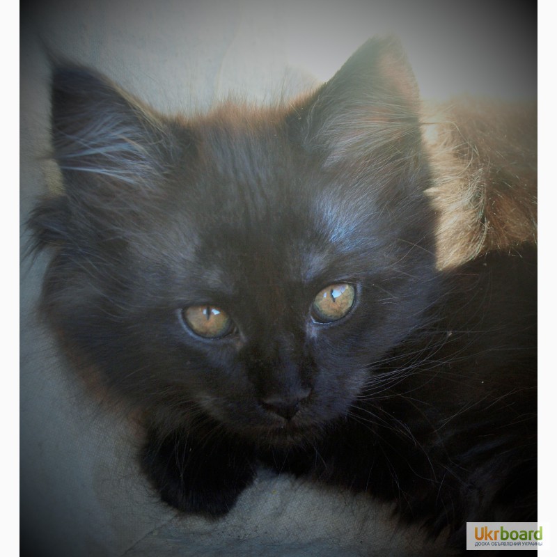 Фото 4. Кошечка породы мейн-кун. Окрас черный дым. Красавица