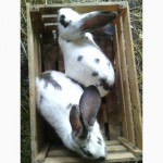 Продам кролики породы белый панон, полтавское серебро, бабочки, фландери