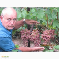 Продам саженцы винограда весна 2016 года