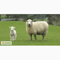 Продам вівці та ягнята