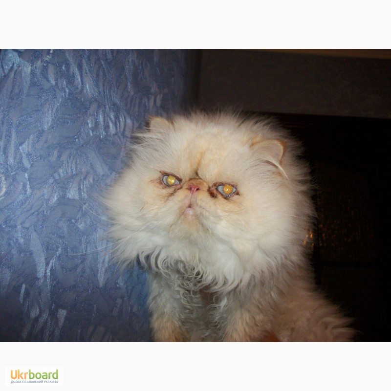 Фото 5. Продажа гималайских котят
