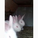Кролики белые термонские
