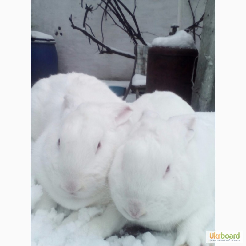 Фото 3. Кролики белые термонские
