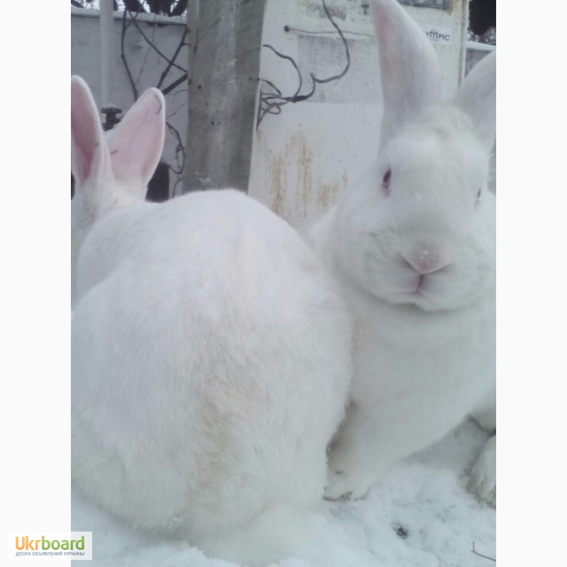 Фото 7. Кролики белые термонские