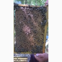 Пчелопакеты Пчелы 2020