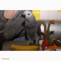 Самый умный попугай. Большой попугай