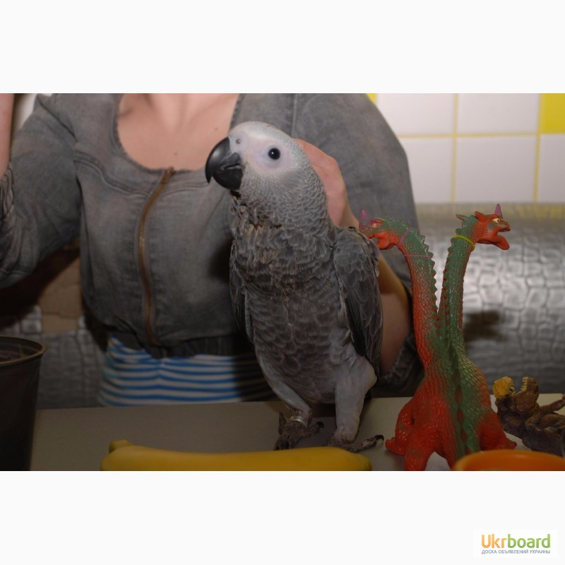 Фото 2. Самый умный попугай. Большой попугай