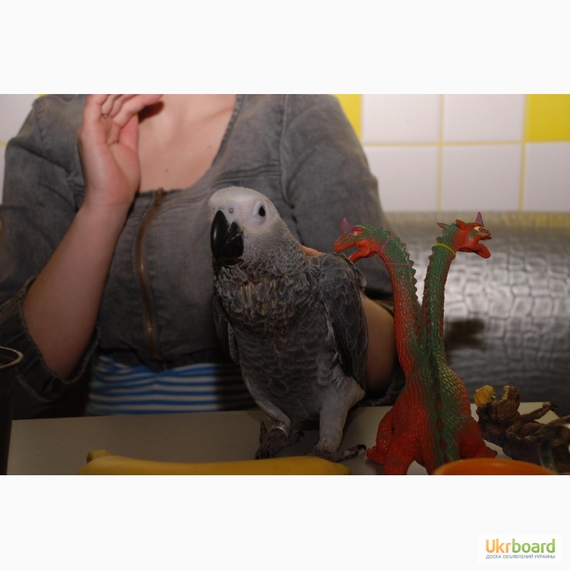 Фото 3. Самый умный попугай. Большой попугай