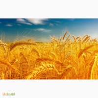 Куплю пшеницу, ячмень, овес, рожь, кукурузу, горох, горчицу по Луганской Донецкой обл