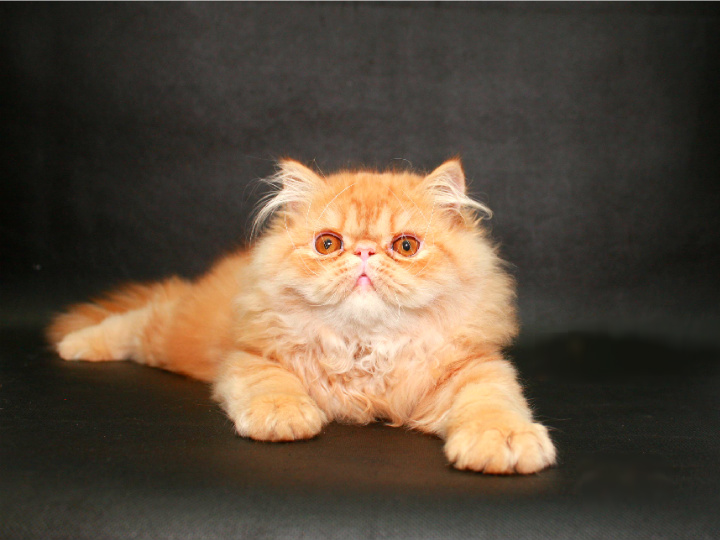 Персидский крассавчик котенок-котик