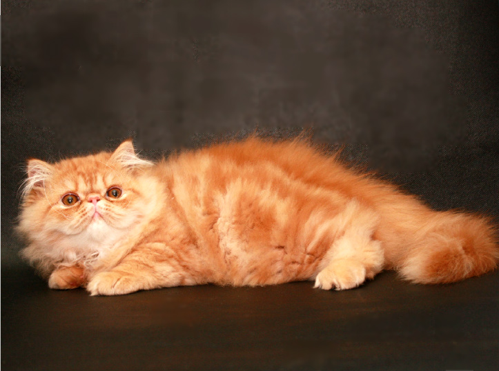 Фото 2. Персидский крассавчик котенок-котик