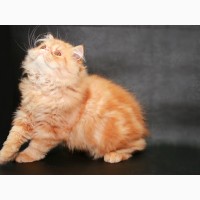 Персидский крассавчик котенок-котик