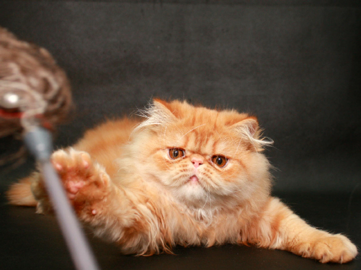 Фото 4. Персидский крассавчик котенок-котик
