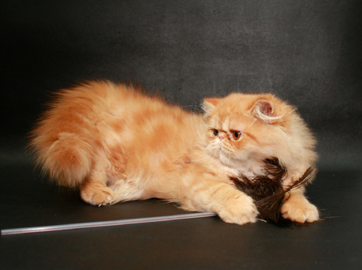 Фото 5. Персидский крассавчик котенок-котик