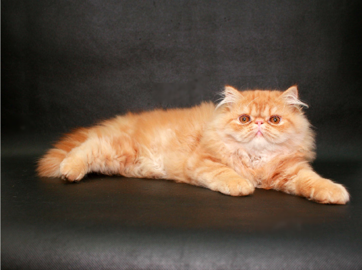 Фото 6. Персидский крассавчик котенок-котик
