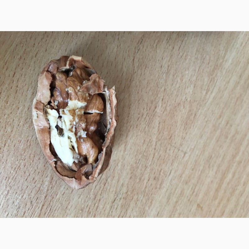Фото 2. Продам саженцы грецкого ореха Идеал, ВНИМАНИЕ продажи осень 2019. Звоните