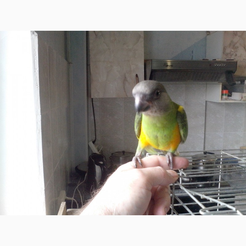 Фото 2/5. Сенегальский попугай (ручные выкормыши)