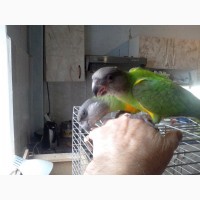 Сенегальский попугай (ручные выкормыши)