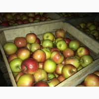 Продам яблука 80 тонн
