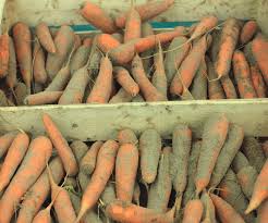 Фото 2. Камера хранения моркови