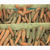 Камера хранения моркови