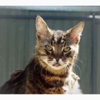 Анчоус – мармуровий котик із сумними очима та важкою долею шукає родину