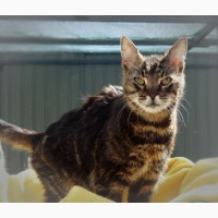 Анчоус – мармуровий котик із сумними очима та важкою долею шукає родину