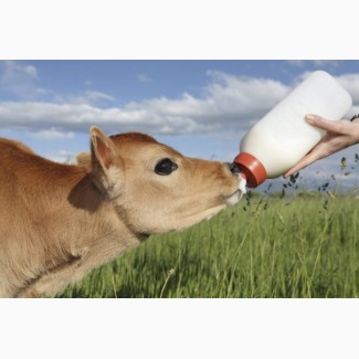 ЗЦМ для телят, сухое молоко, сыворотка корм