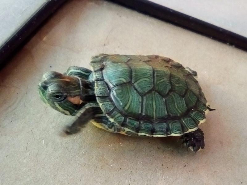 Красноухие черепахи - настоящие долгожители