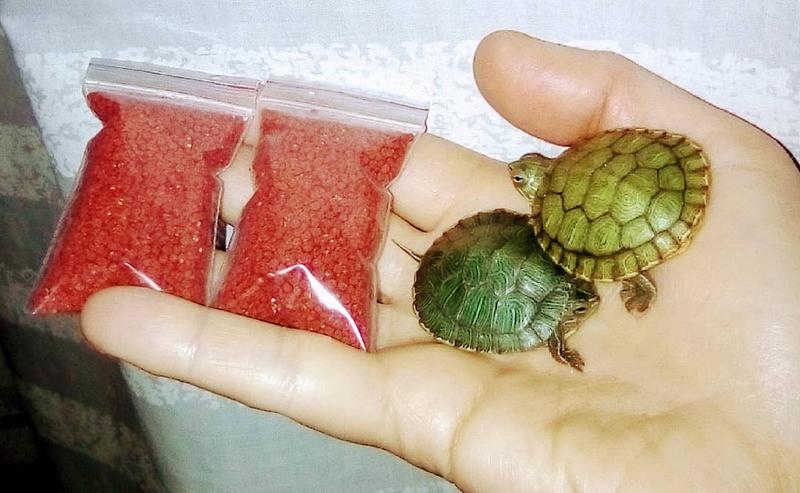 Фото 4. Красноухие черепахи - настоящие долгожители