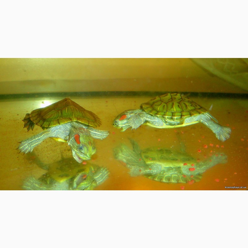 Фото 6. Красноухие черепахи - настоящие долгожители