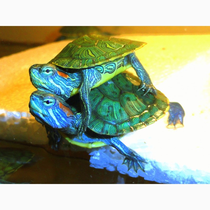Фото 7. Красноухие черепахи - настоящие долгожители