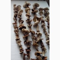 Продам сушеные белые грибочки