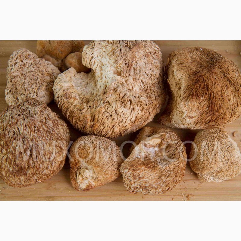 Фото 4. Ежовик гребенчатый ДИКИЙ (Lion#039;s mane) ЦЕЛЫЕ плоды гриба - 50 гр