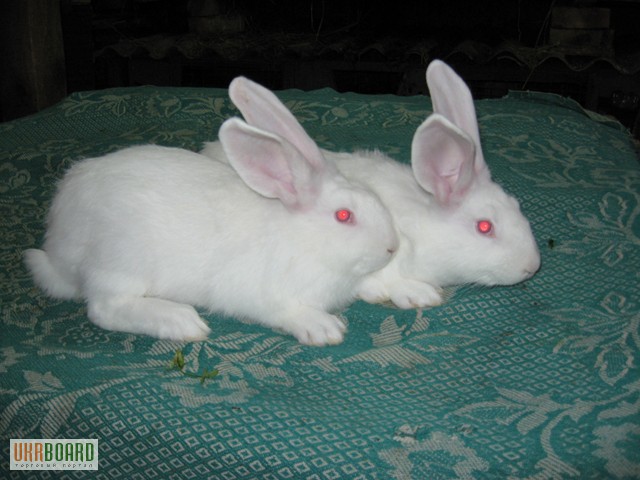 Фото 5. Кролики Серебристые, Калифорнийские, Белый панон